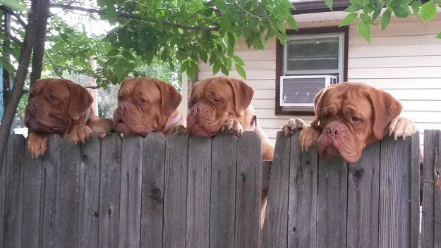 Четыре мастива смотрят через забор